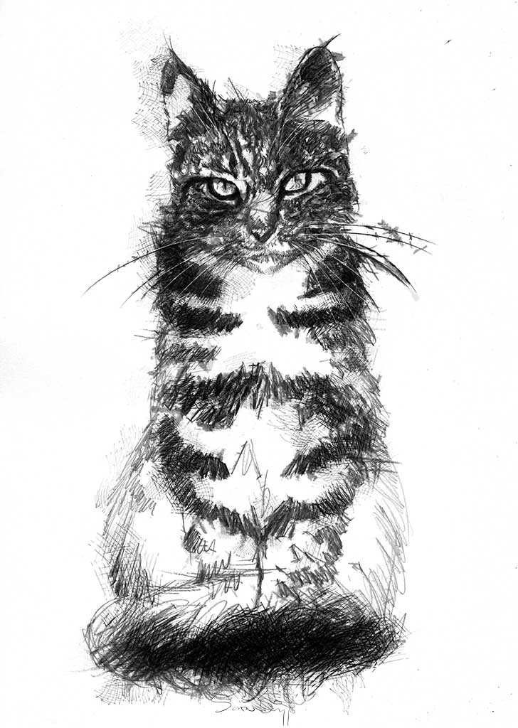 Tabby cat