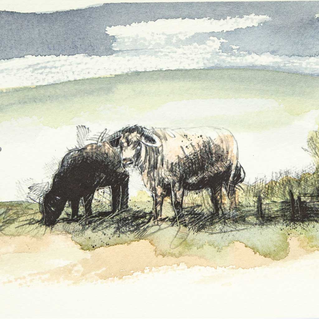 Longhorn cows - Colour Sketch | Original