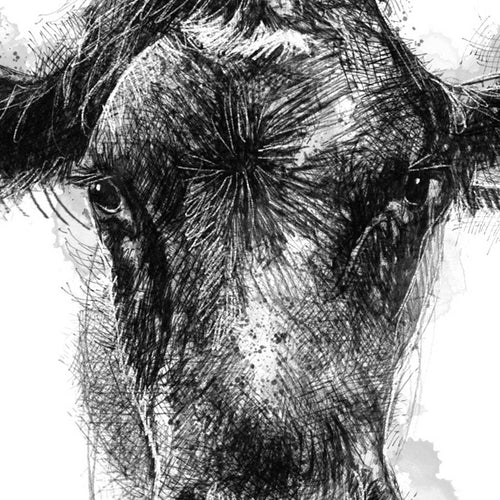 Bullock