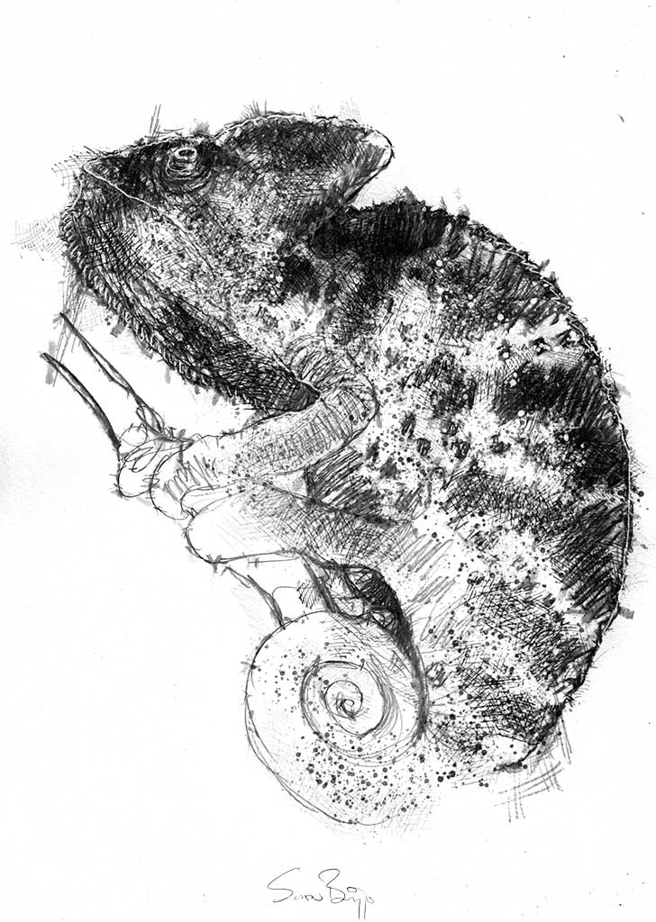 Chameleon