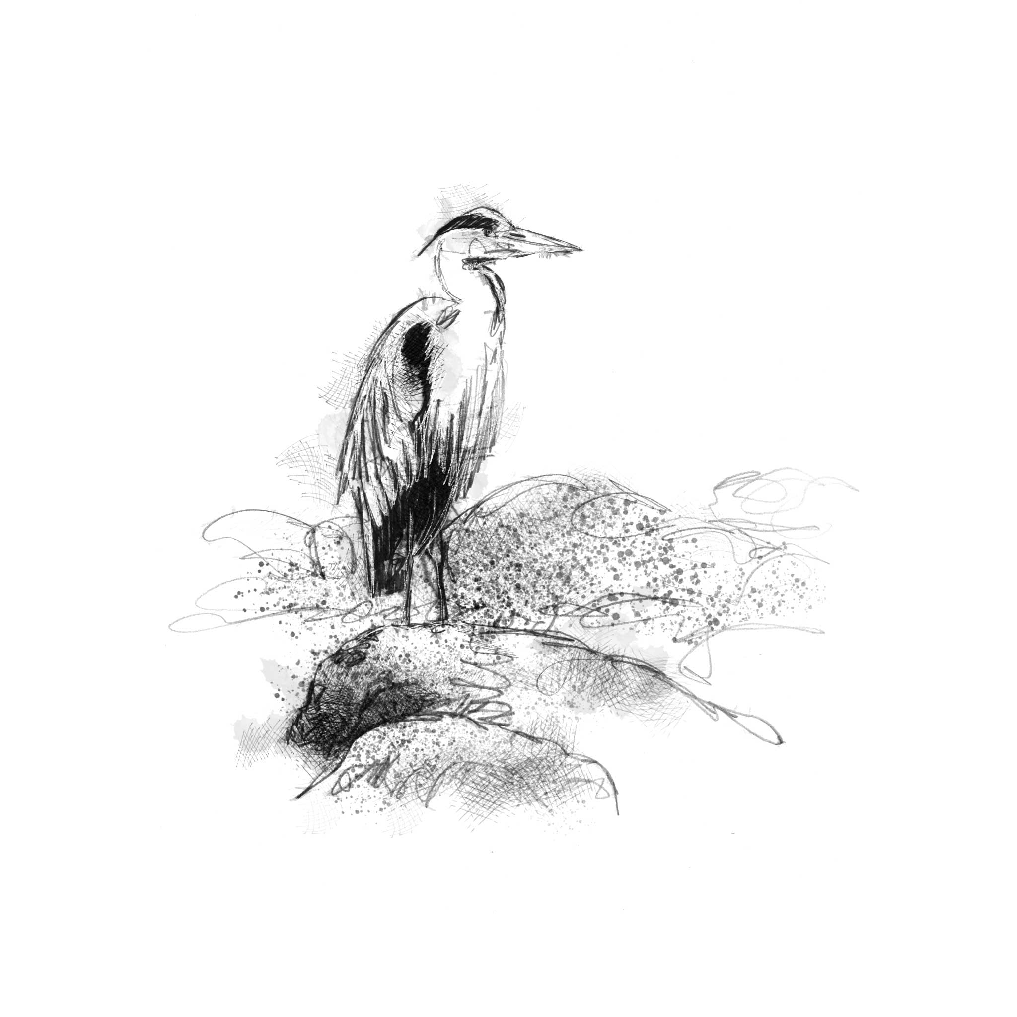 A black and white sketch of a heron standing on rocks, rendered in a fine linework style on a plain white background.