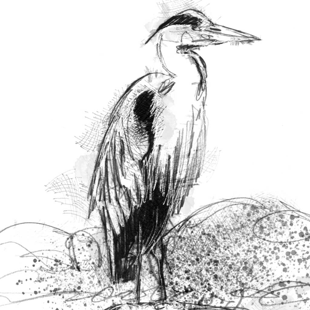 Grey heron river - BW Sketch