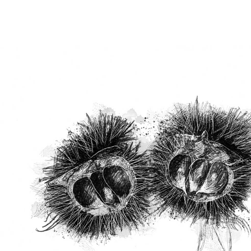 Edible chestnuts