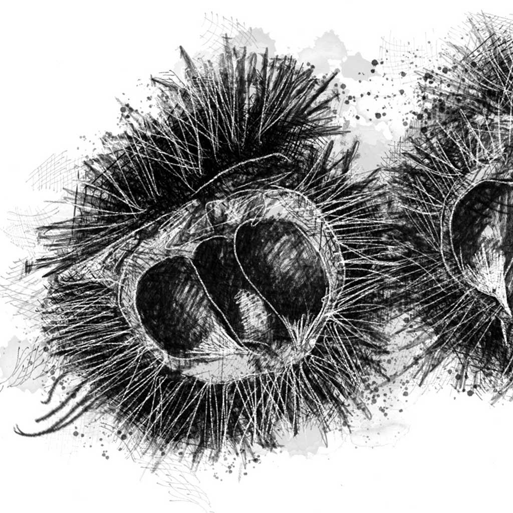 Edible chestnuts
