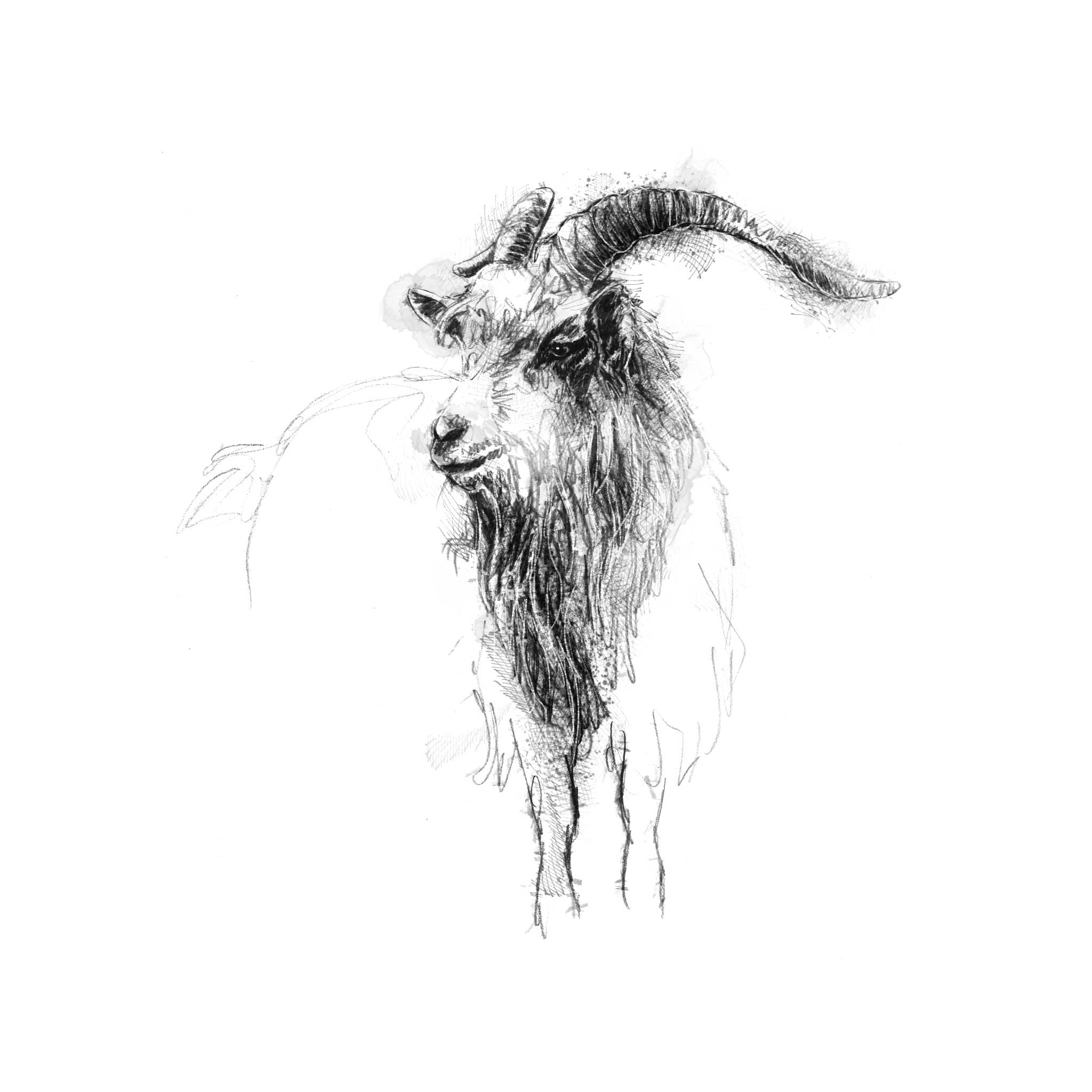 Cheviot Goat - BW Sketch