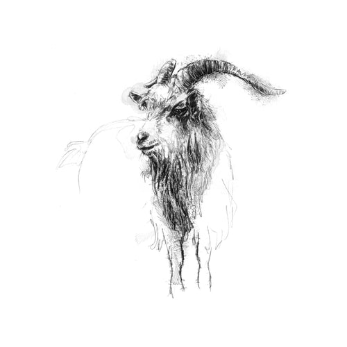 Cheviot Goat - BW Sketch