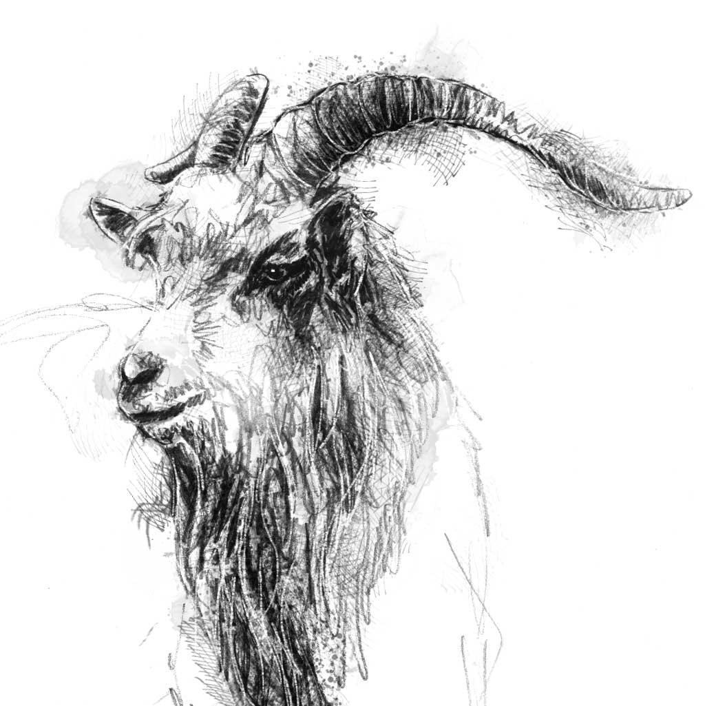 Cheviot Goat - BW Sketch