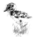 Lapwing chicks