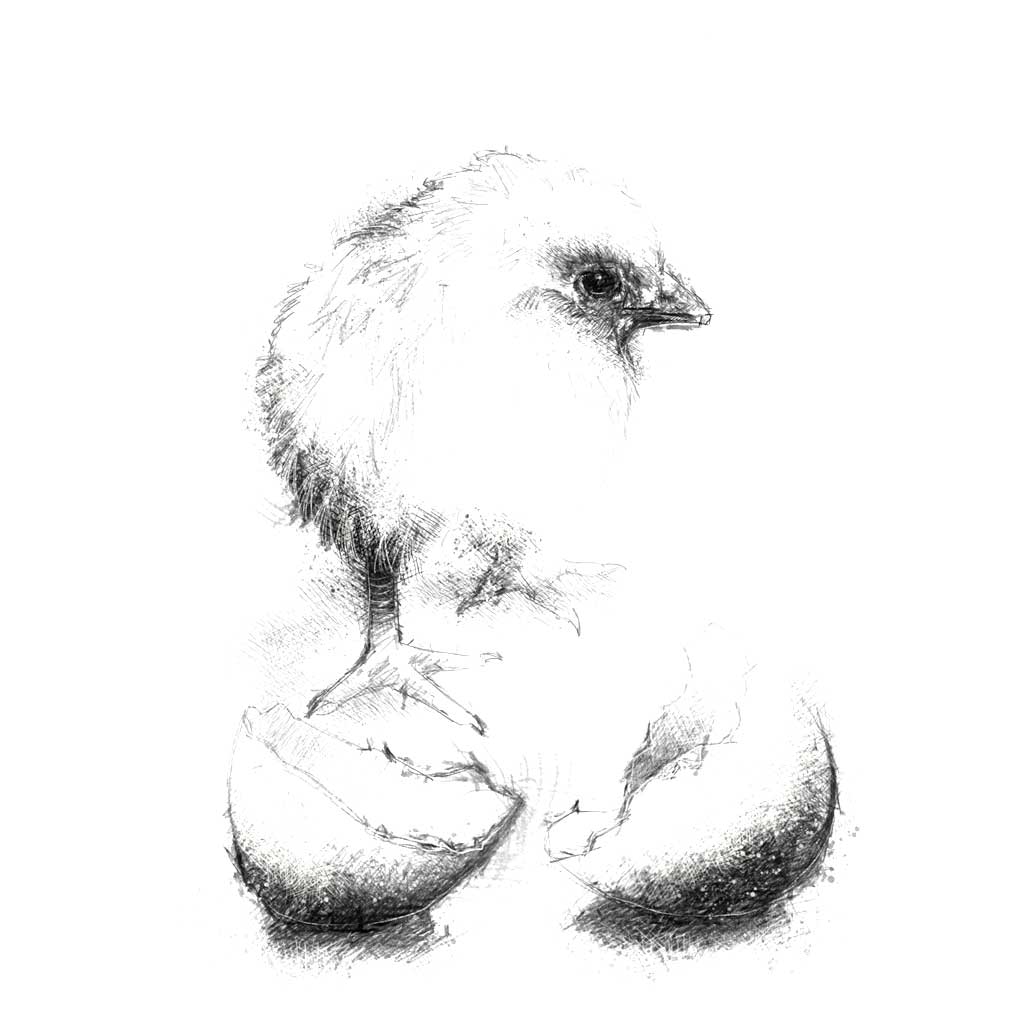 Chick