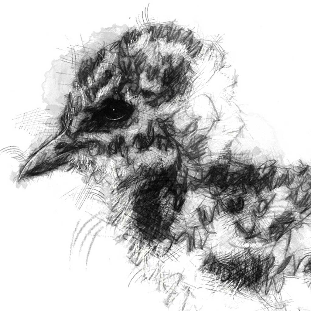 Lapwing chicks