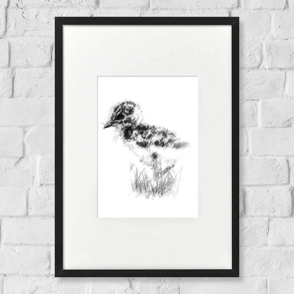 Lapwing chicks