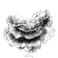 Chicken of the wood