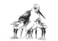 Sandpiper chicks