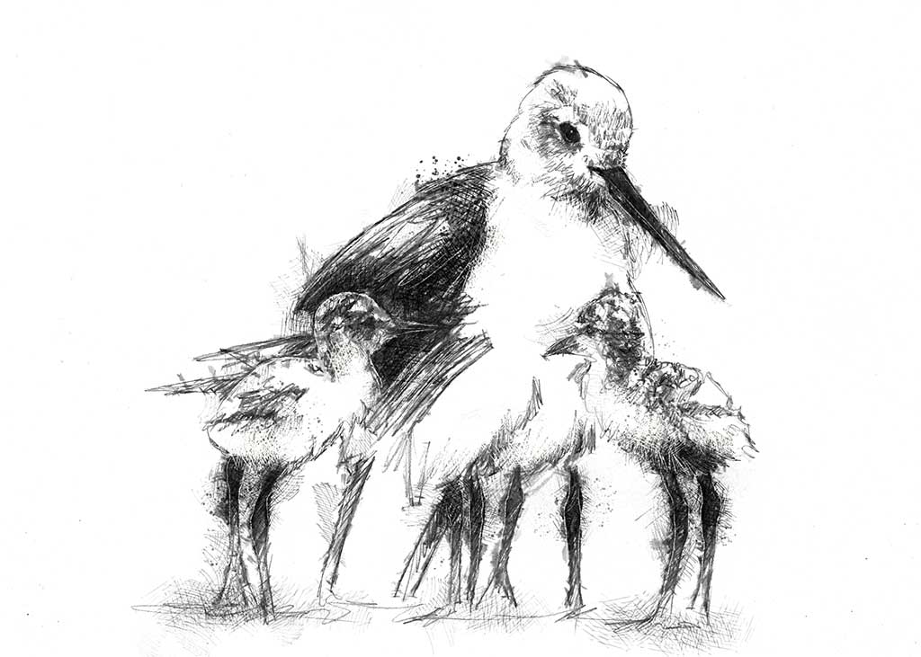 Sandpiper chicks