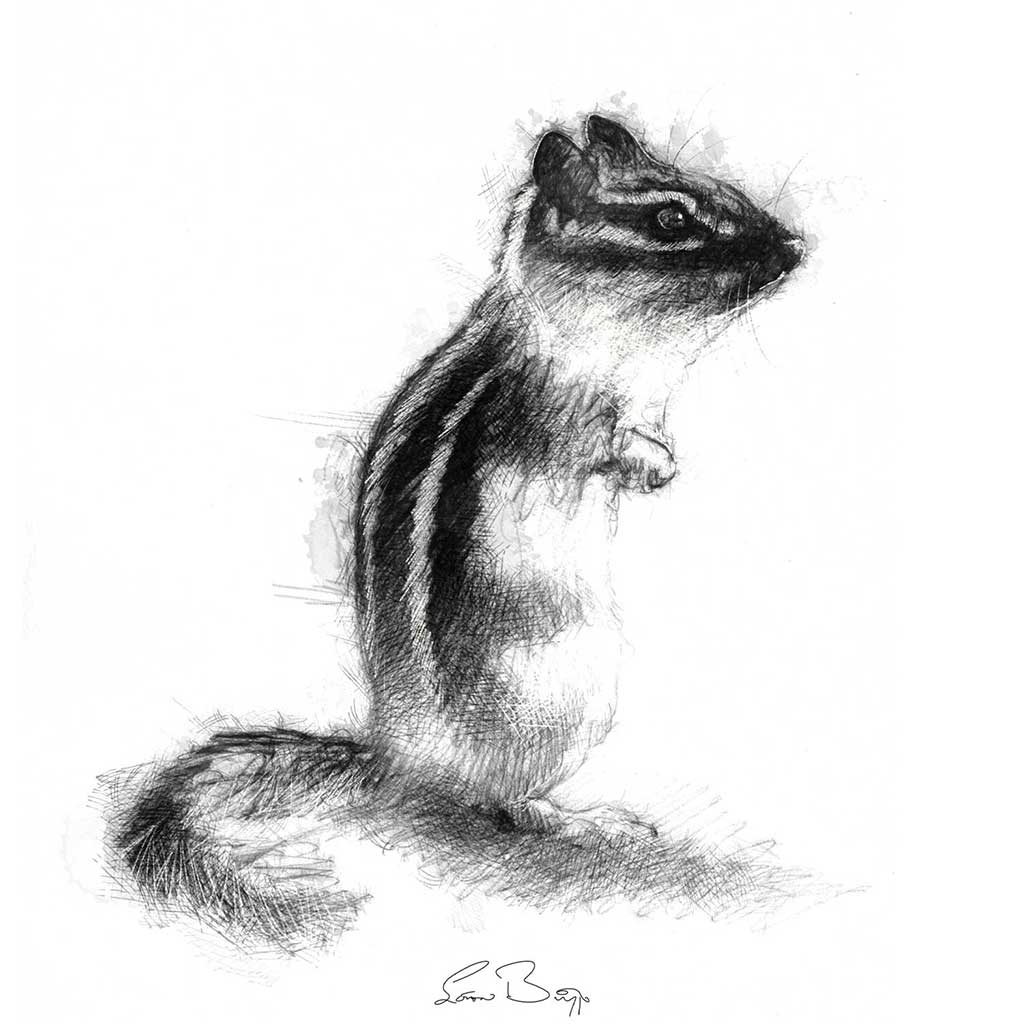 Chipmunk