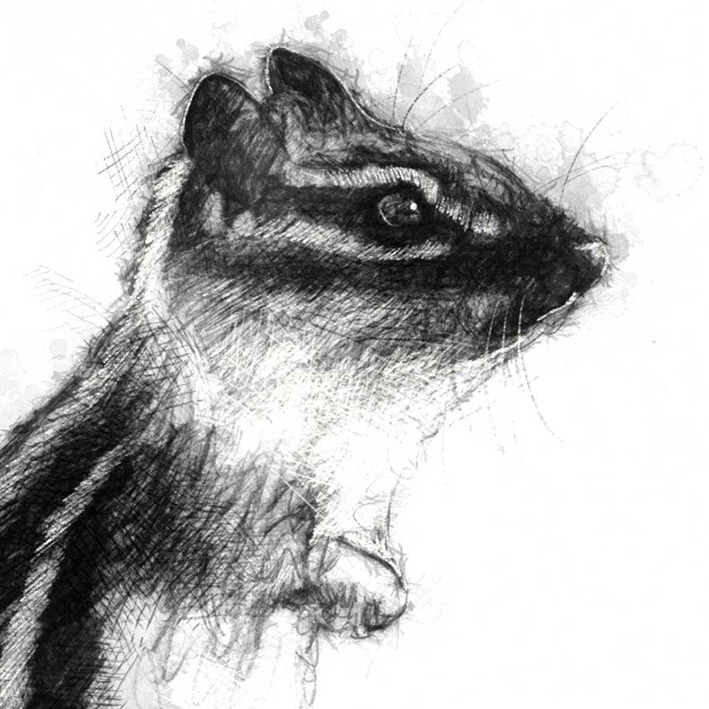 Chipmunk