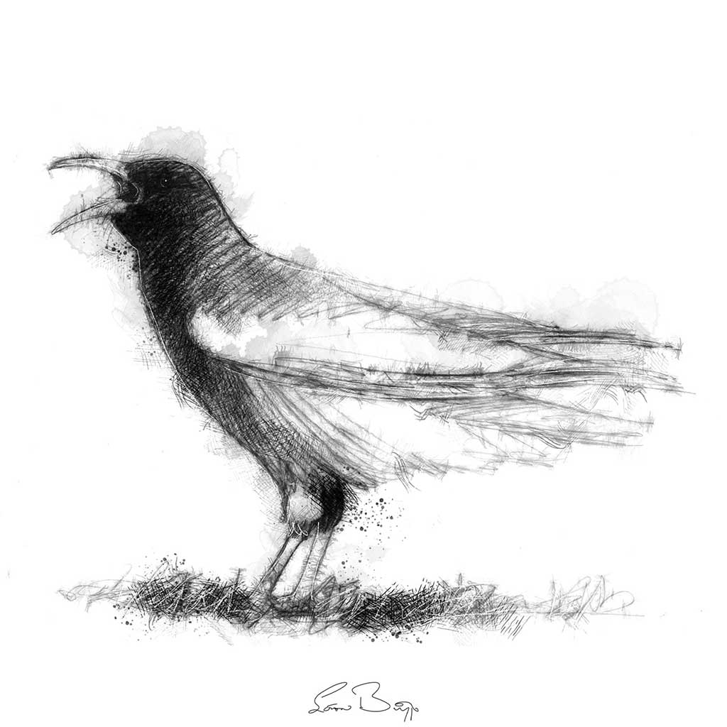 Chough