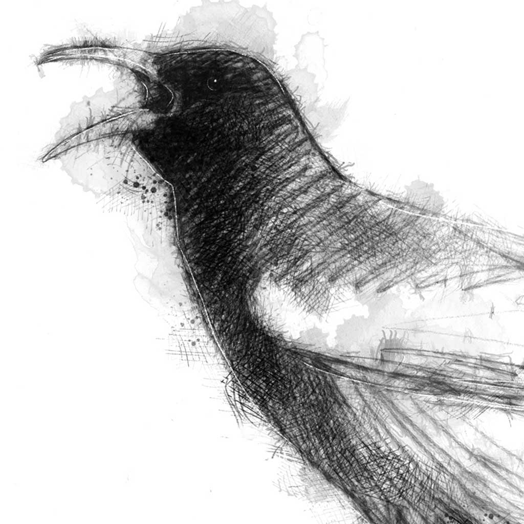 Chough
