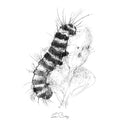 Cinnabar caterplillar