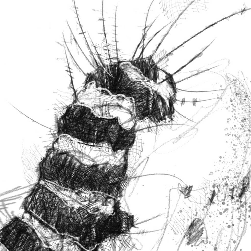 Cinnabar caterplillar