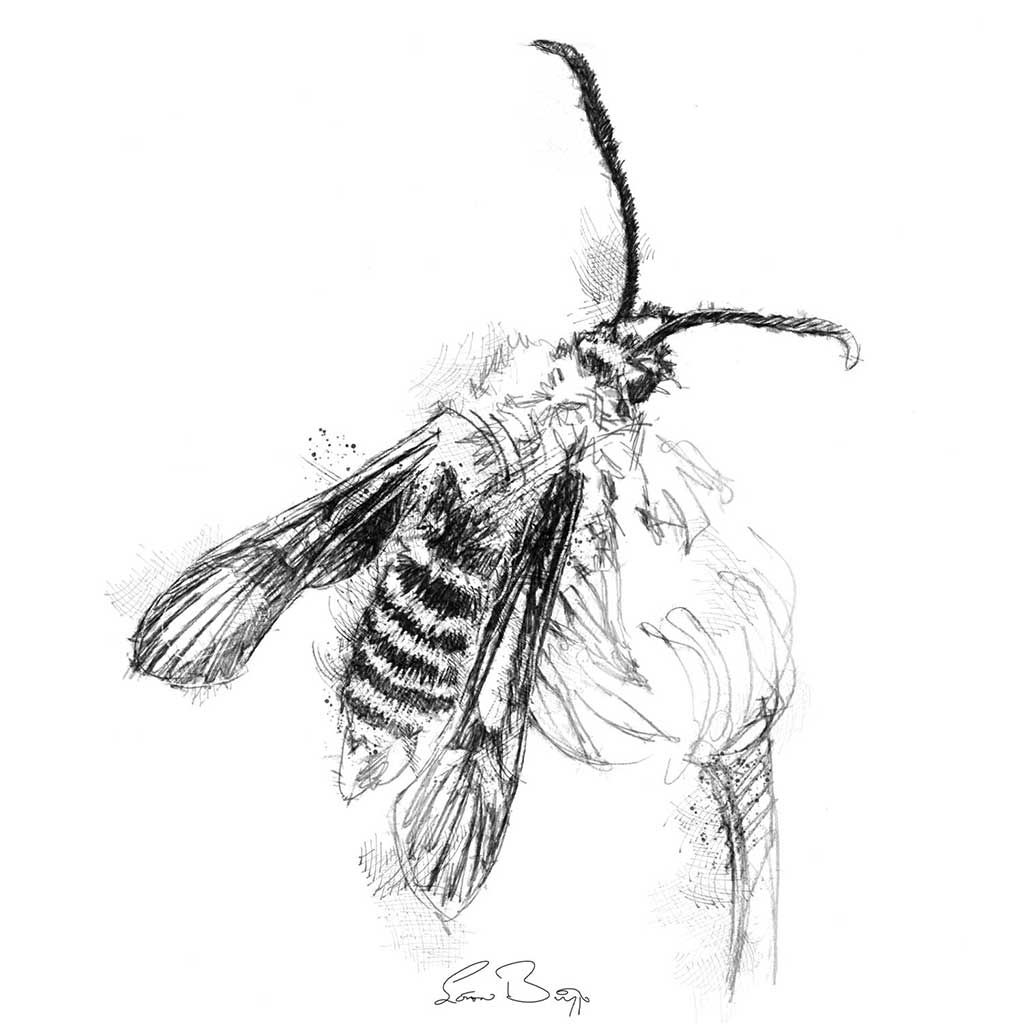 Clearwing