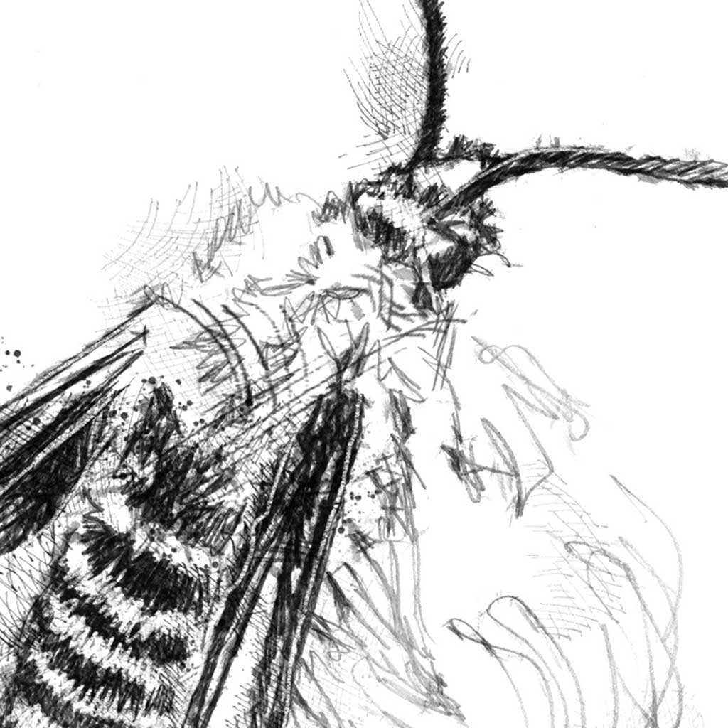 Clearwing