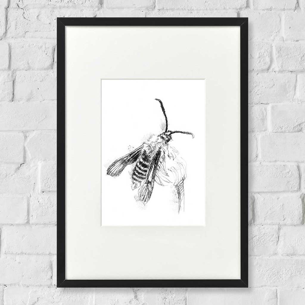 Clearwing
