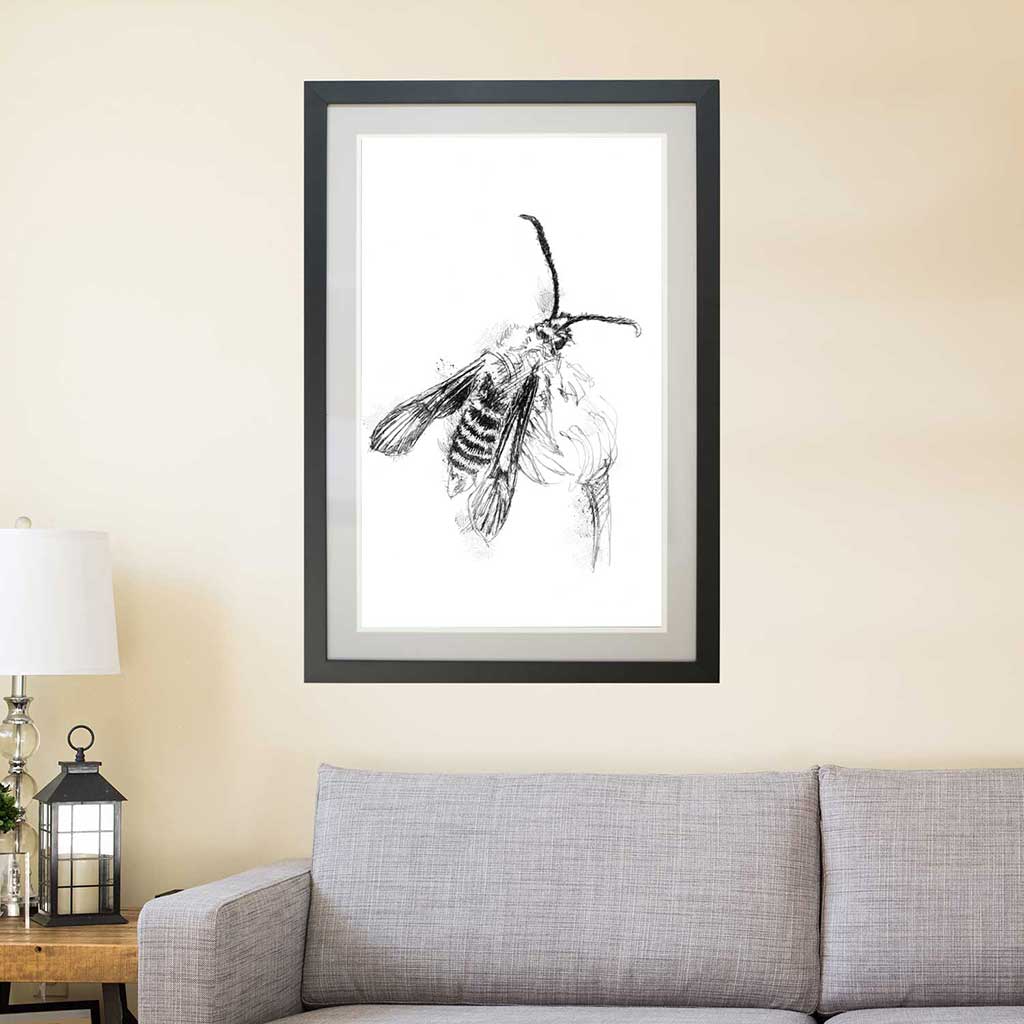 Clearwing