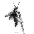 Click bug