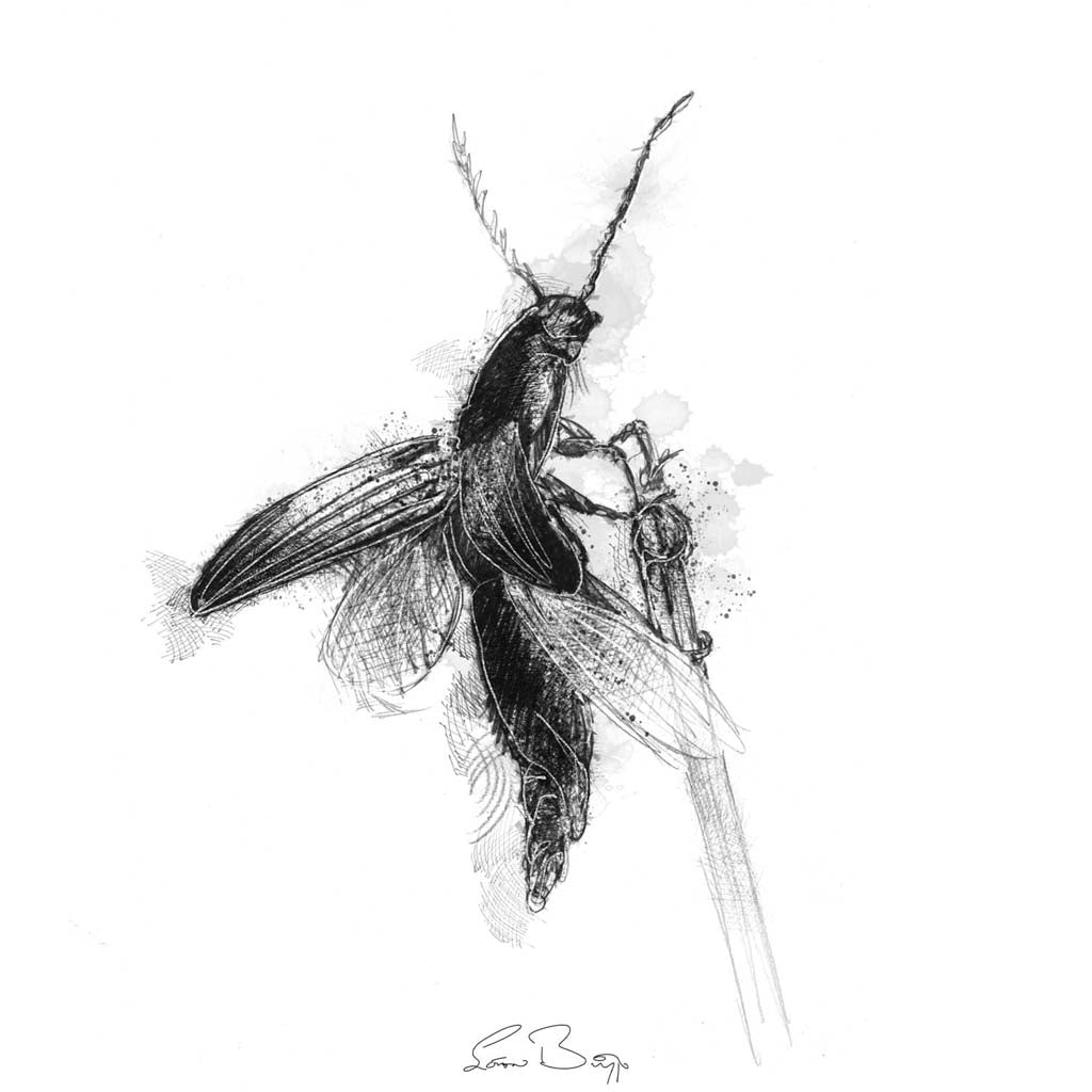 Click beetle
