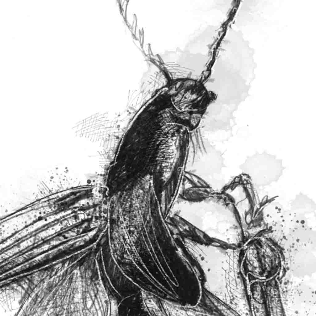Click beetle