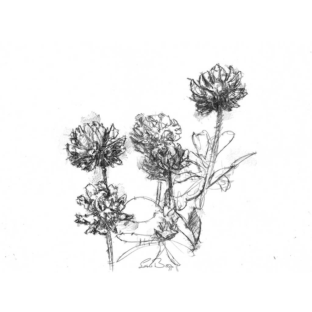 Clover flower