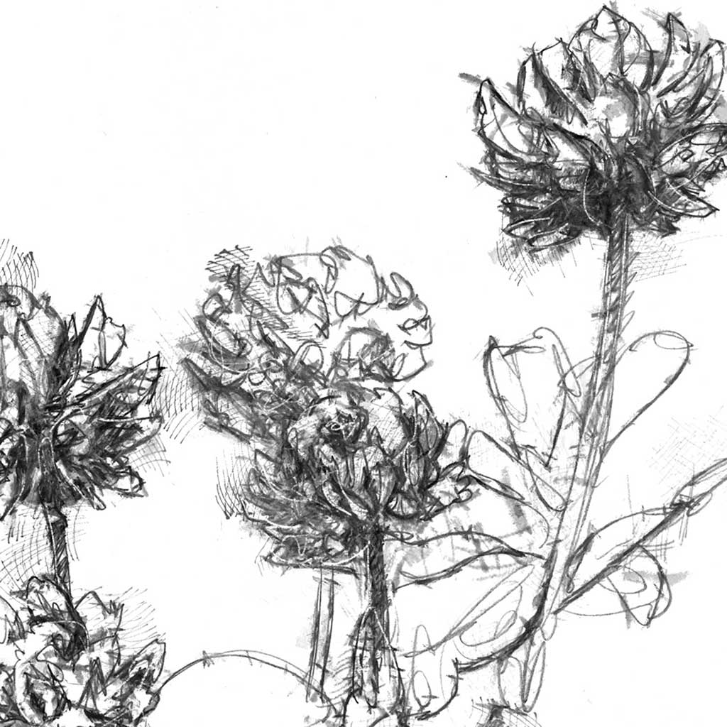 Clover flower