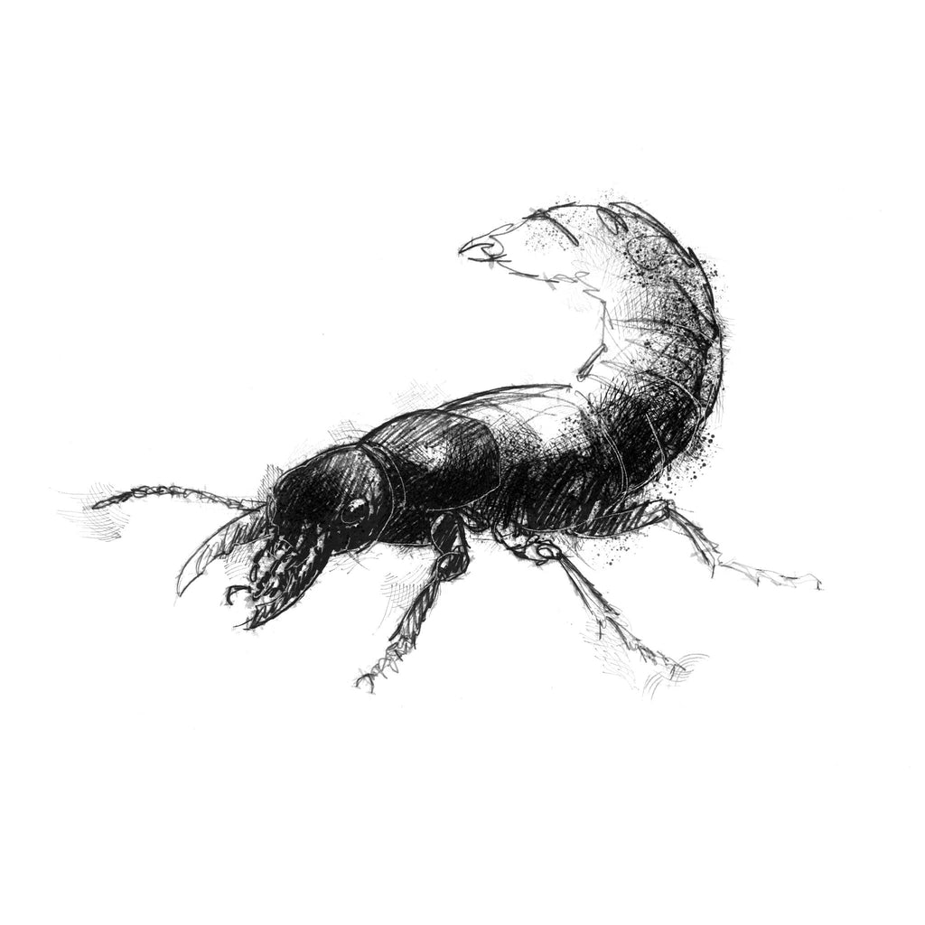 Devil's Coach Horse, Ocypus olens, rove beetle, predatory beetle