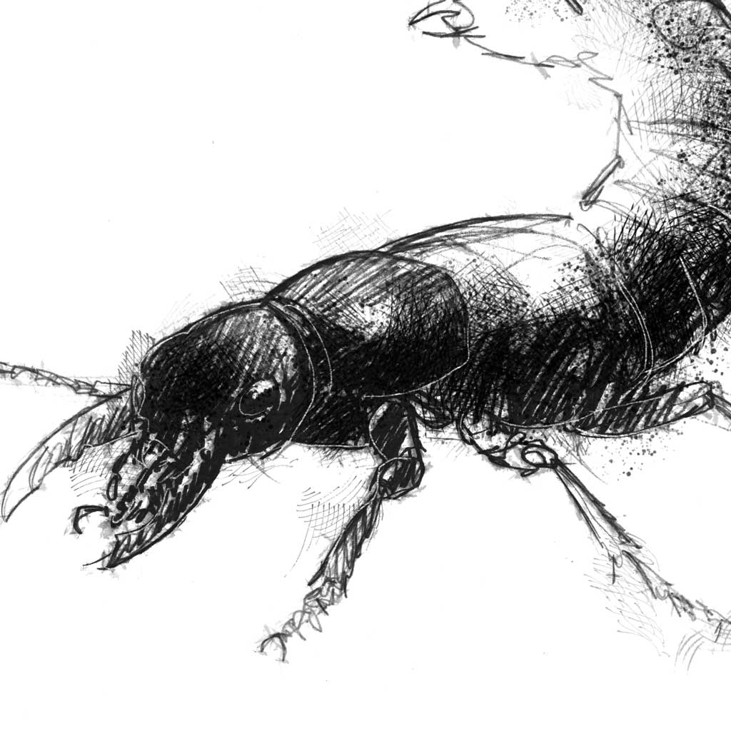 Coach Horse Beetle - BW Sketch