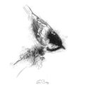 Coal tit