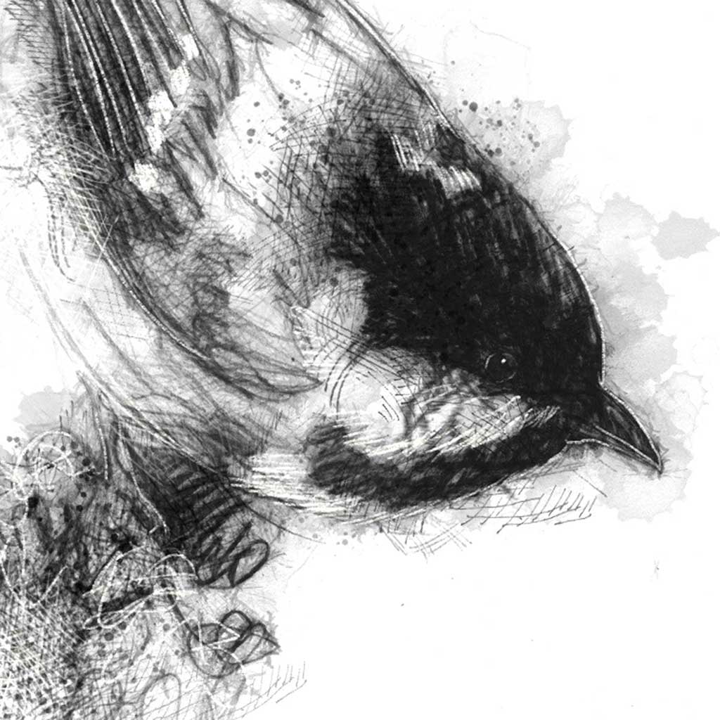 Coal tit