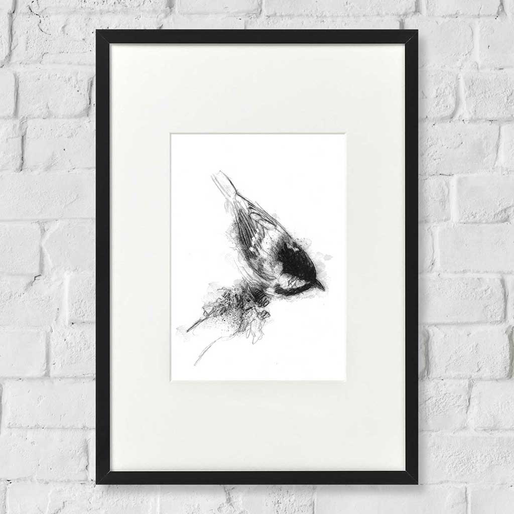 Coal tit