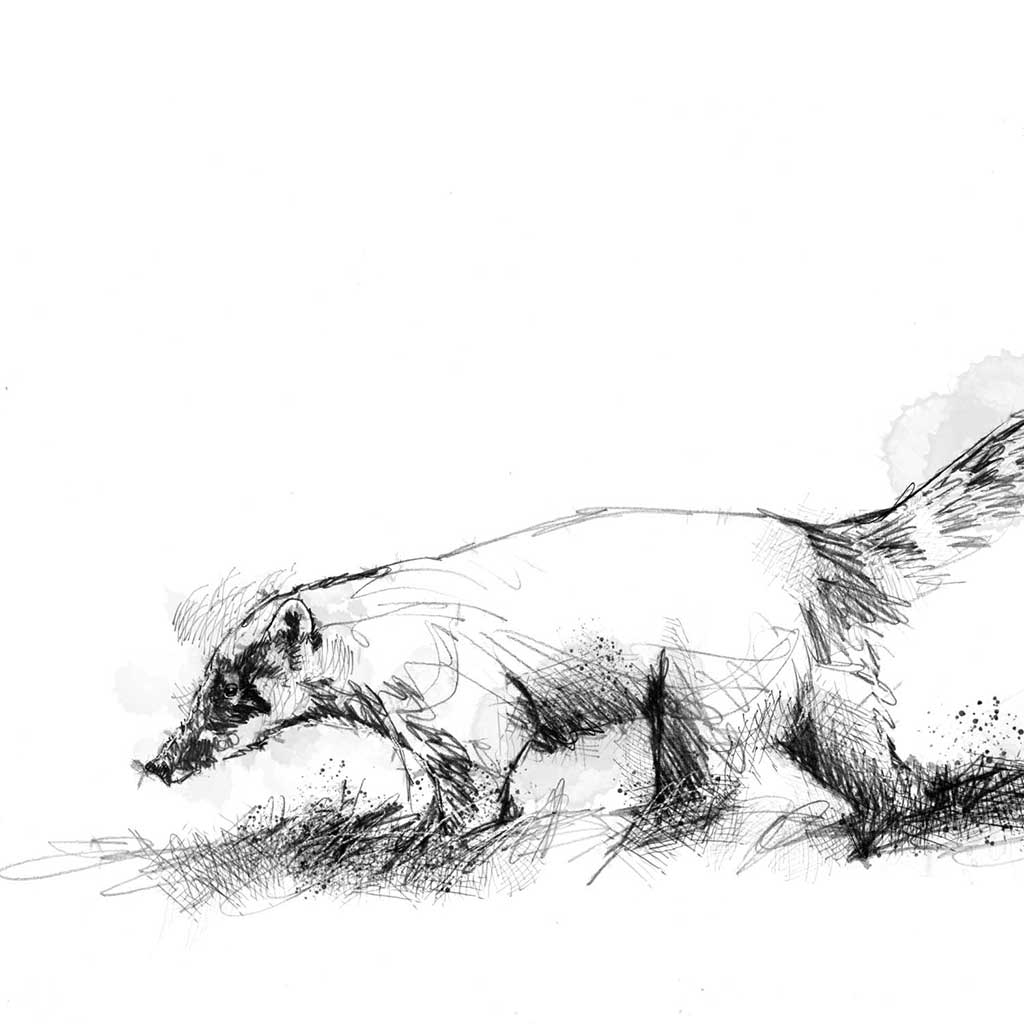 Coati