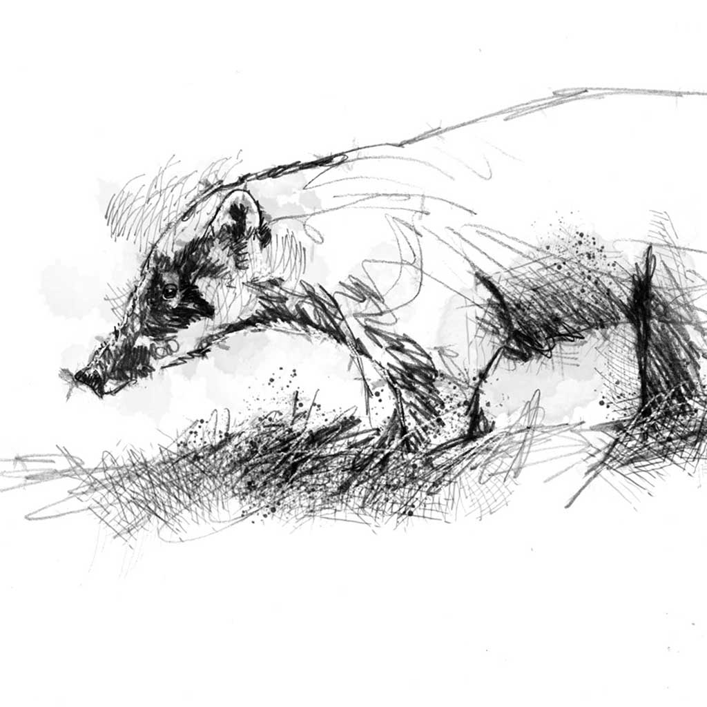 Coati