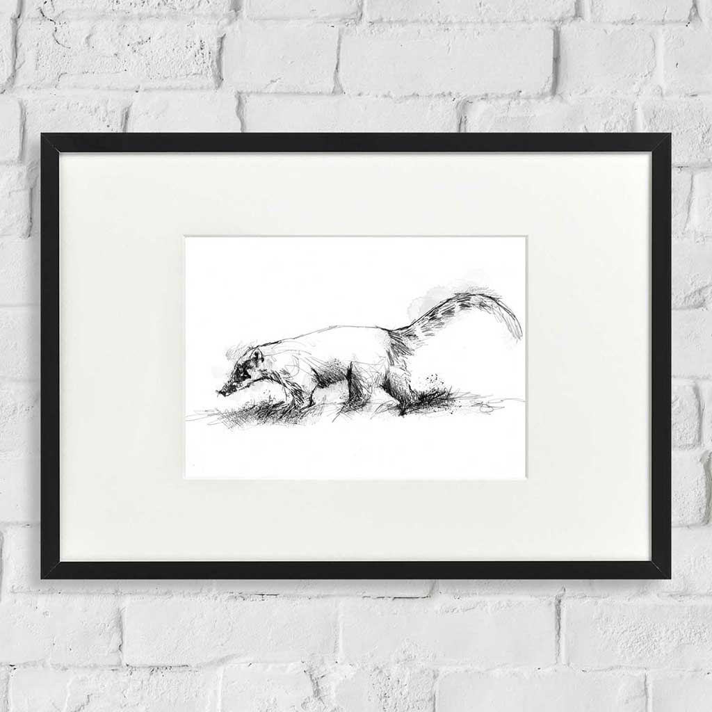 Coati