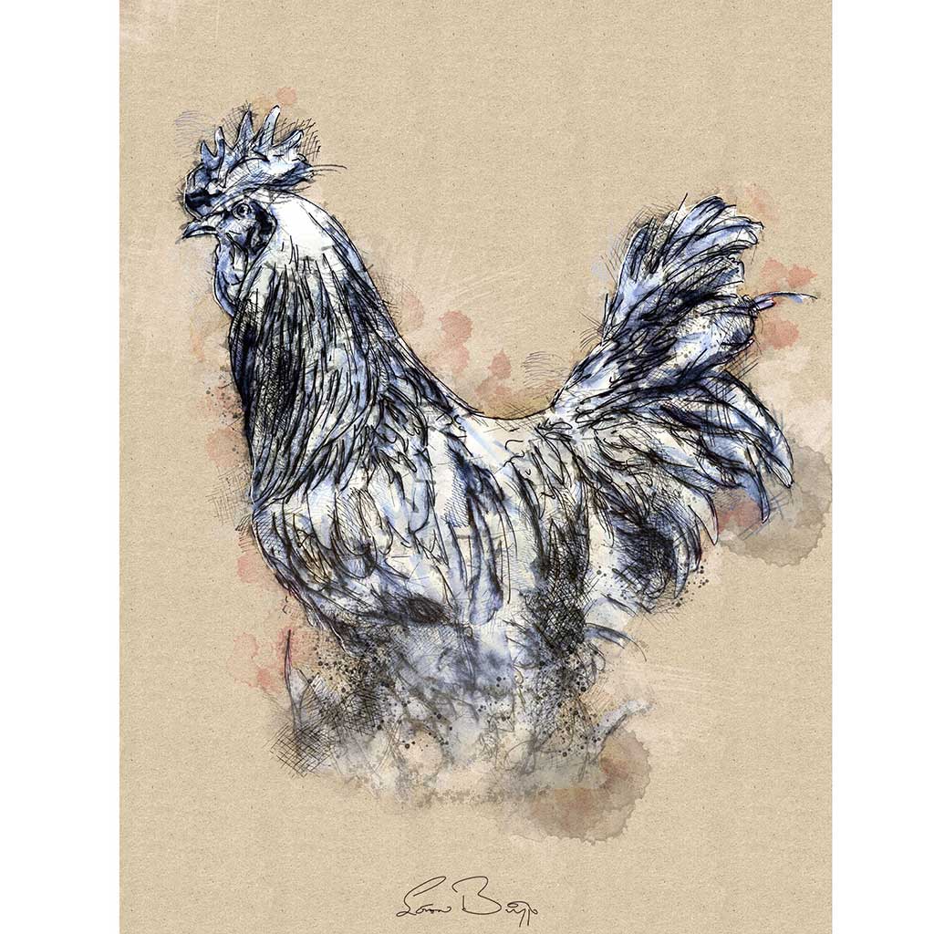 Cockerel