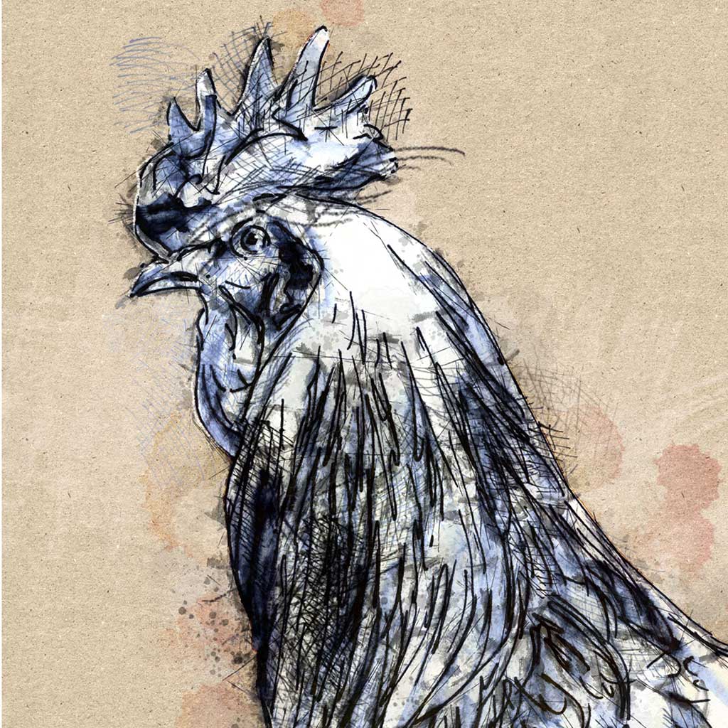 Cockerel