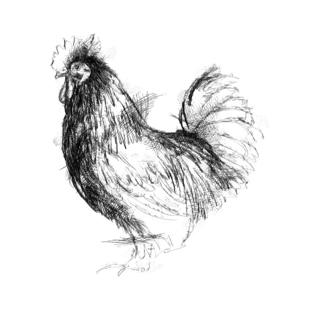 Hen