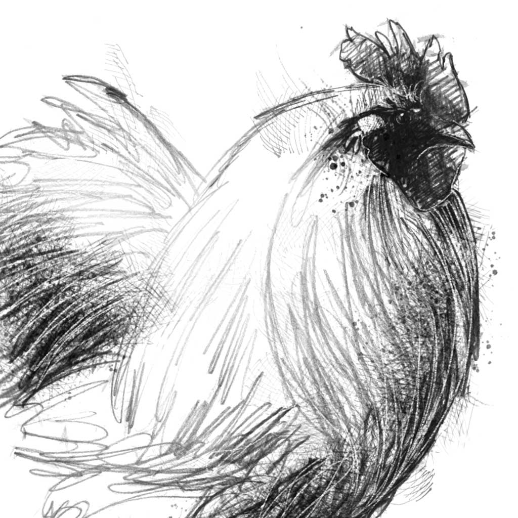 White cockerel - BW Sketch