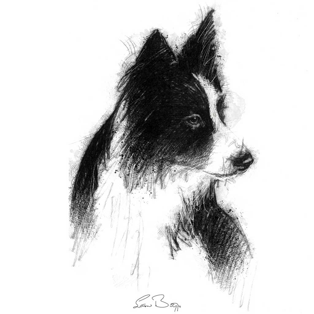 Border collie