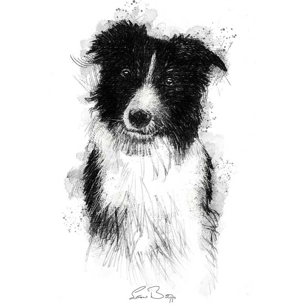 Sheep dog