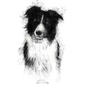 Sheep dog