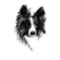 Border collie