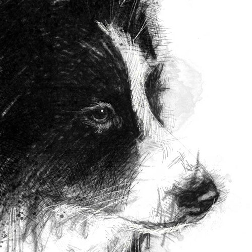 Border collie